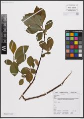 Foto von Salix caprea L.